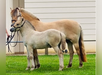 Chevaux fjord, Étalon, 1 Année, 147 cm