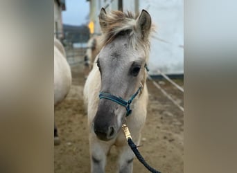 Chevaux fjord, Étalon, 1 Année, 147 cm, Isabelle