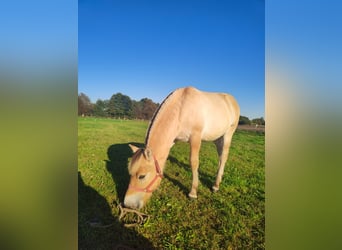 Chevaux fjord, Étalon, 1 Année, Alezan dun