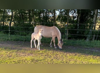 Chevaux fjord, Étalon, 1 Année, Isabelle