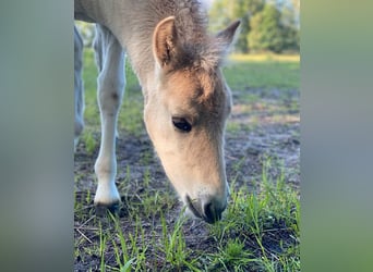 Chevaux fjord, Étalon, 1 Année, Isabelle