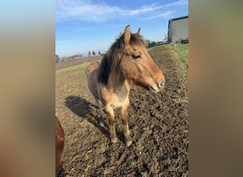 Chevaux fjord, Étalon, 2 Ans, 135 cm, Isabelle