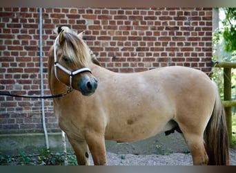 Chevaux fjord, Étalon, 3 Ans, 145 cm, Isabelle