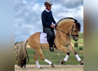Chevaux fjord, Étalon, 9 Ans, 148 cm, Isabelle