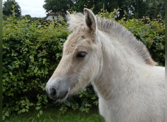 Chevaux fjord, Étalon, Poulain (04/2024), 147 cm