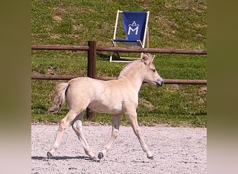 Chevaux fjord, Étalon, Poulain (05/2026), 147 cm, Isabelle