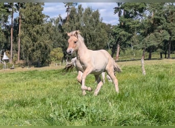 Chevaux fjord, Étalon, Poulain (05/2026), 147 cm, Isabelle