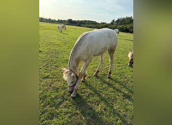 Chevaux fjord, Étalon, Poulain (04/2024), Isabelle