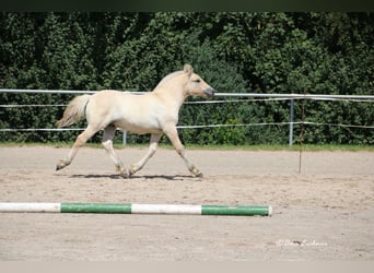 Chevaux fjord, Étalon, Poulain (06/2024), Isabelle