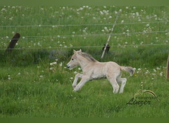 Chevaux fjord, Étalon, Poulain (05/2024), Isabelle