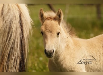 Chevaux fjord, Étalon, Poulain (05/2024), Isabelle