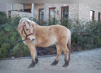 Chevaux fjord, Hongre, 11 Ans, 142 cm, Alezan