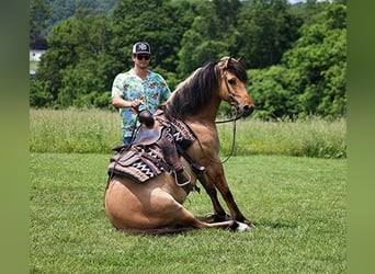 Chevaux fjord, Hongre, 11 Ans, Buckskin