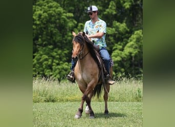 Chevaux fjord, Hongre, 11 Ans, Buckskin