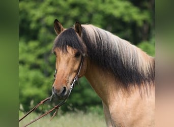 Chevaux fjord, Hongre, 11 Ans, Buckskin