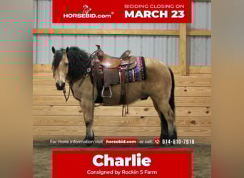 Chevaux fjord Croisé, Hongre, 12 Ans, 140 cm, Buckskin