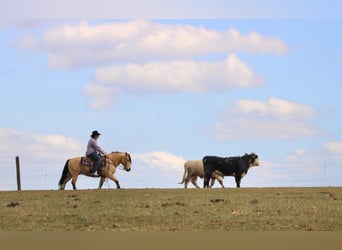 Chevaux fjord Croisé, Hongre, 12 Ans, 140 cm, Buckskin