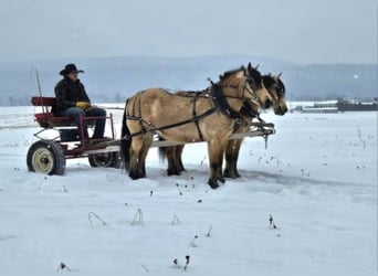 Chevaux fjord Croisé, Hongre, 12 Ans, 140 cm, Buckskin