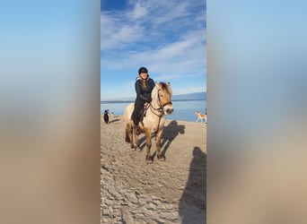 Chevaux fjord, Hongre, 13 Ans, 144 cm, Buckskin