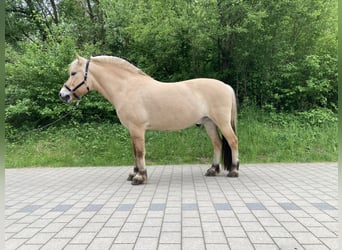 Chevaux fjord, Hongre, 15 Ans, 150 cm, Isabelle