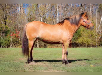 Chevaux fjord, Hongre, 16 Ans, 150 cm, Buckskin