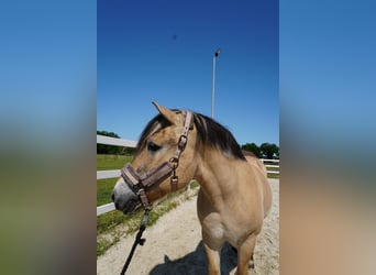 Chevaux fjord, Hongre, 17 Ans, 147 cm, Isabelle