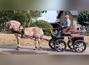 Chevaux fjord, Hongre, 17 Ans, 152 cm, Isabelle