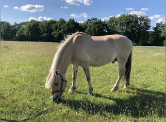 Chevaux fjord, Hongre, 18 Ans, 150 cm, Isabelle