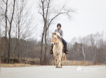 Chevaux fjord, Hongre, 18 Ans, Isabelle