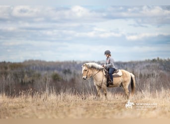 Chevaux fjord, Hongre, 18 Ans, Isabelle