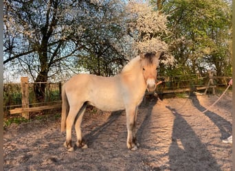 Chevaux fjord, Hongre, 1 Année, 146 cm, Isabelle
