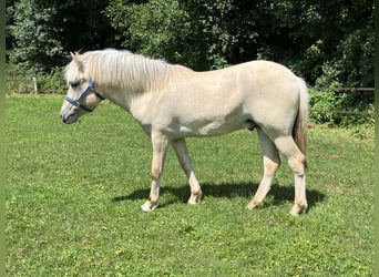 Chevaux fjord, Hongre, 1 Année, 149 cm, Isabelle