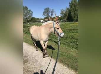 Chevaux fjord, Hongre, 1 Année, Isabelle