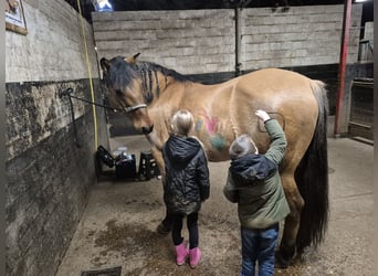 Chevaux fjord Croisé, Hongre, 21 Ans, 155 cm, Bai clair