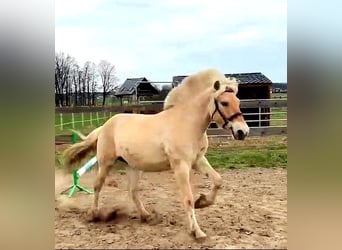 Chevaux fjord, Hongre, 2 Ans, 147 cm, Isabelle
