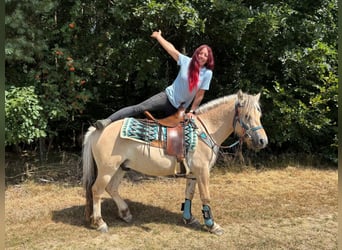 Chevaux fjord, Hongre, 3 Ans, 142 cm, Isabelle