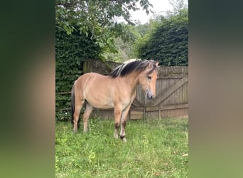 Chevaux fjord, Hongre, 3 Ans, 145 cm, Isabelle