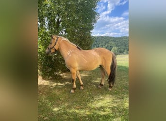 Chevaux fjord, Hongre, 3 Ans, 145 cm, Isabelle
