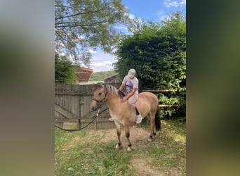 Chevaux fjord, Hongre, 3 Ans, 145 cm, Isabelle