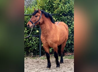 Chevaux fjord, Hongre, 3 Ans, 146 cm, Bai clair