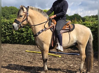 Chevaux fjord, Hongre, 3 Ans, 146 cm, Isabelle