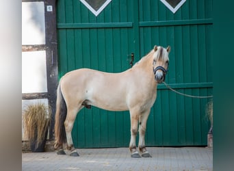Chevaux fjord, Hongre, 3 Ans, 147 cm, Isabelle