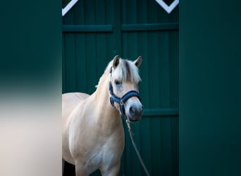 Chevaux fjord, Hongre, 3 Ans, 147 cm, Isabelle
