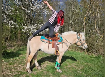 Chevaux fjord, Hongre, 3 Ans, 148 cm, Isabelle