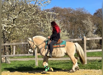 Chevaux fjord, Hongre, 3 Ans, 148 cm, Isabelle