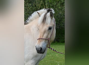 Chevaux fjord, Hongre, 3 Ans, 150 cm, Isabelle