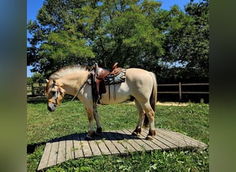 Chevaux fjord, Hongre, 3 Ans, 150 cm, Isabelle