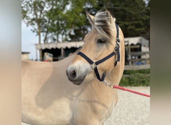 Chevaux fjord, Hongre, 3 Ans, 150 cm, Palomino