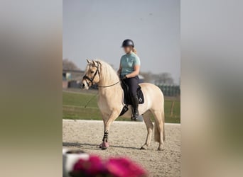 Chevaux fjord, Hongre, 4 Ans, 145 cm, Bai cerise