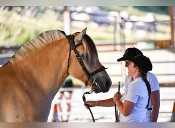 Chevaux fjord, Hongre, 4 Ans, 147 cm, Isabelle